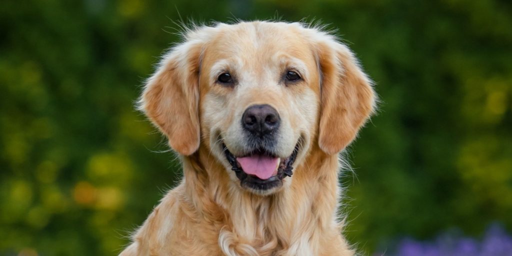 golden retriever