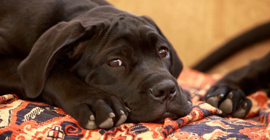 labrador,dog,hund
