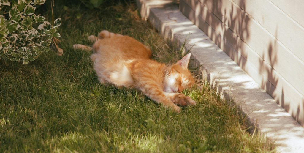 Cat, kat, Katze
