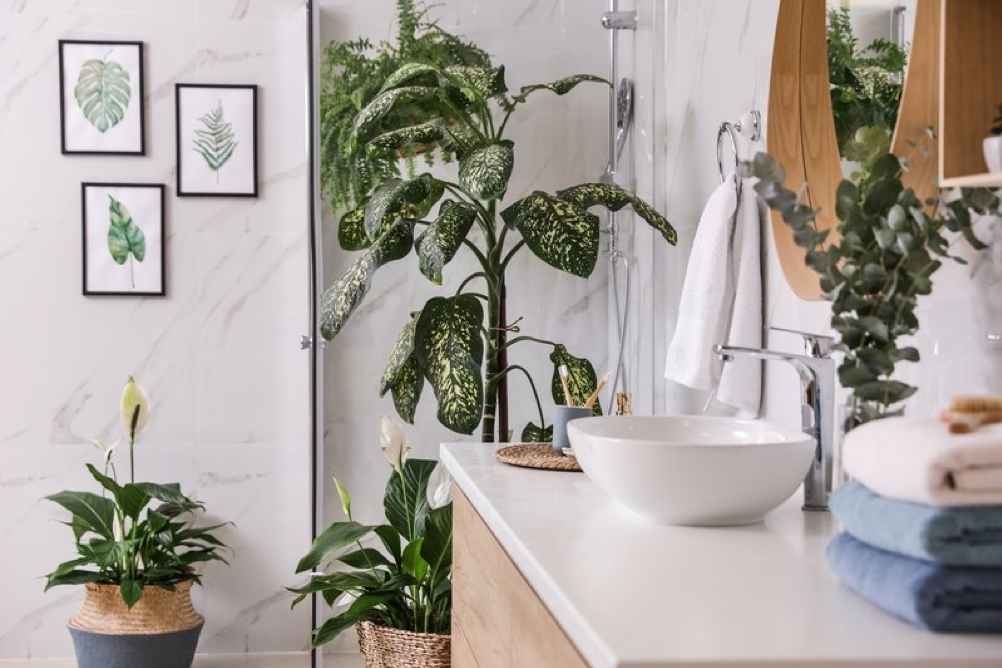 Derfor bør du vurdere disse 3 plantene til badet