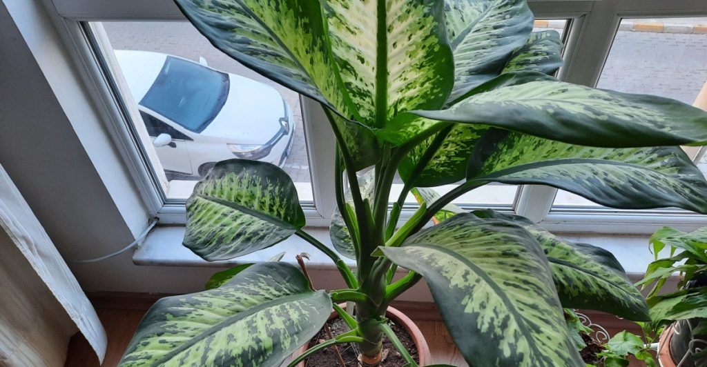 plant,plante