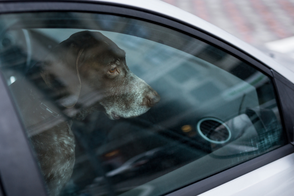 Dog,Car,hund,bil