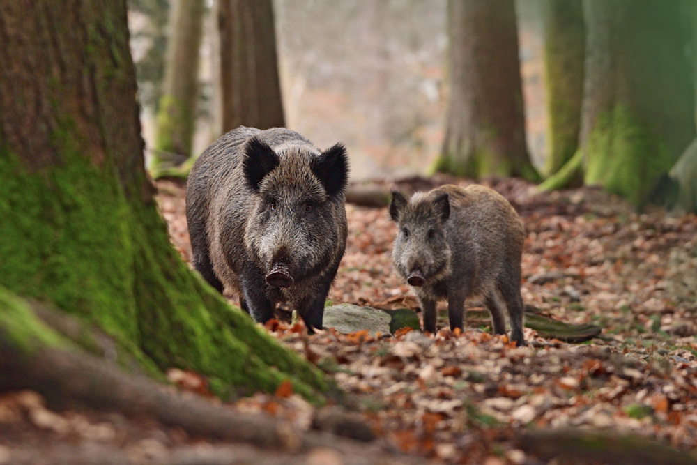 Wild,Boar, Wildschwein,vildsvin