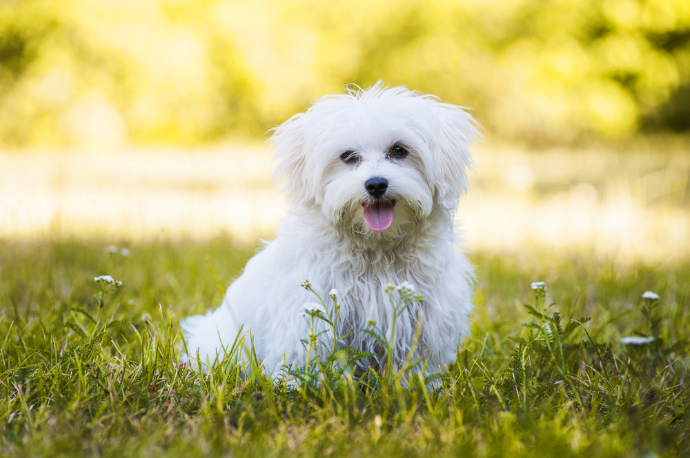 Young,Maltese,Dog,In,A,Meadow, hund,