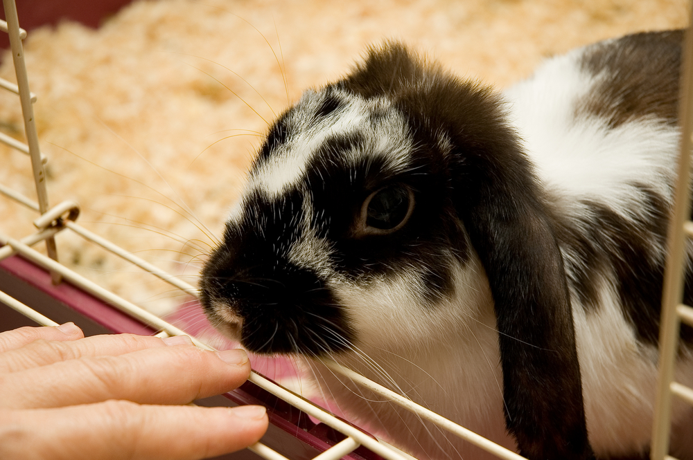 Rabbit,bunny,kanin