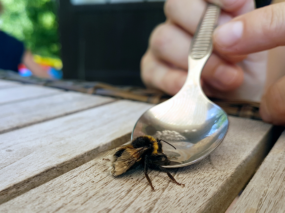 Derfor bør du plassere en teskje sukkervann i hagen eller på balkongen