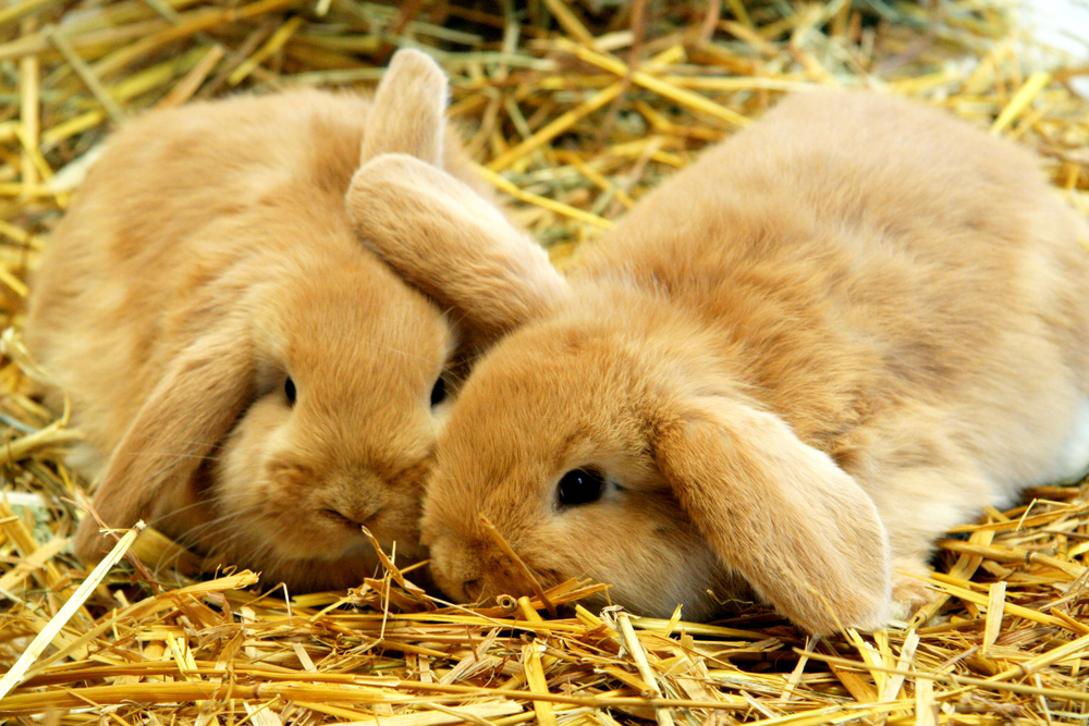 Rabbit,bunny,kanin