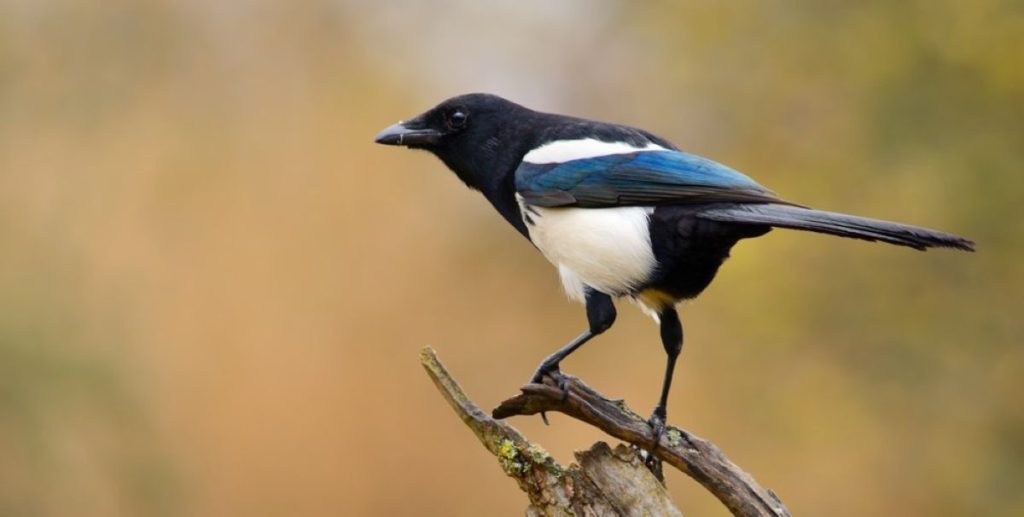 Crow fugl bird krage