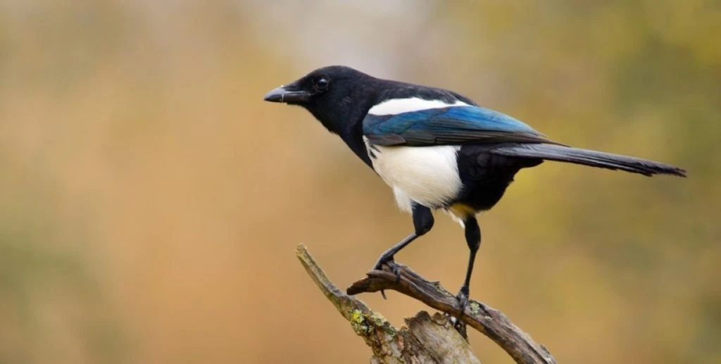 Crow fugl bird krage