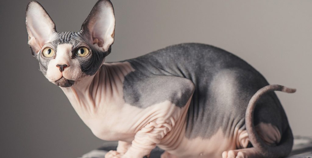 Big,Sphinx,Cat