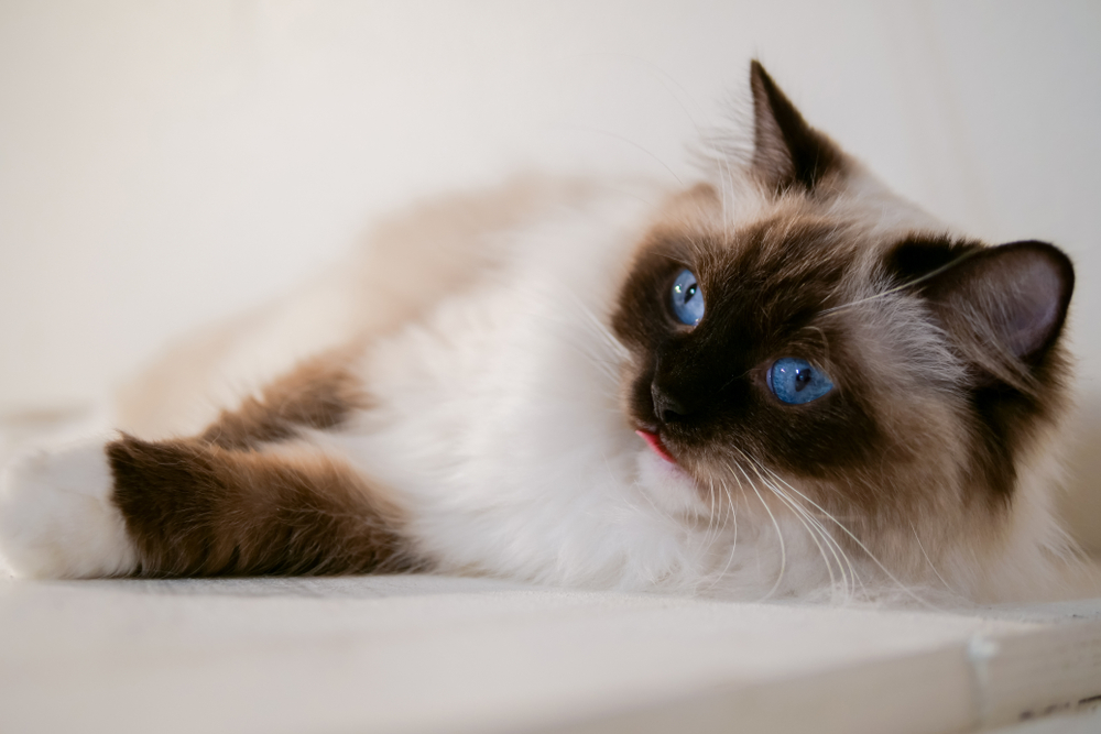 ragdoll, kat, cat