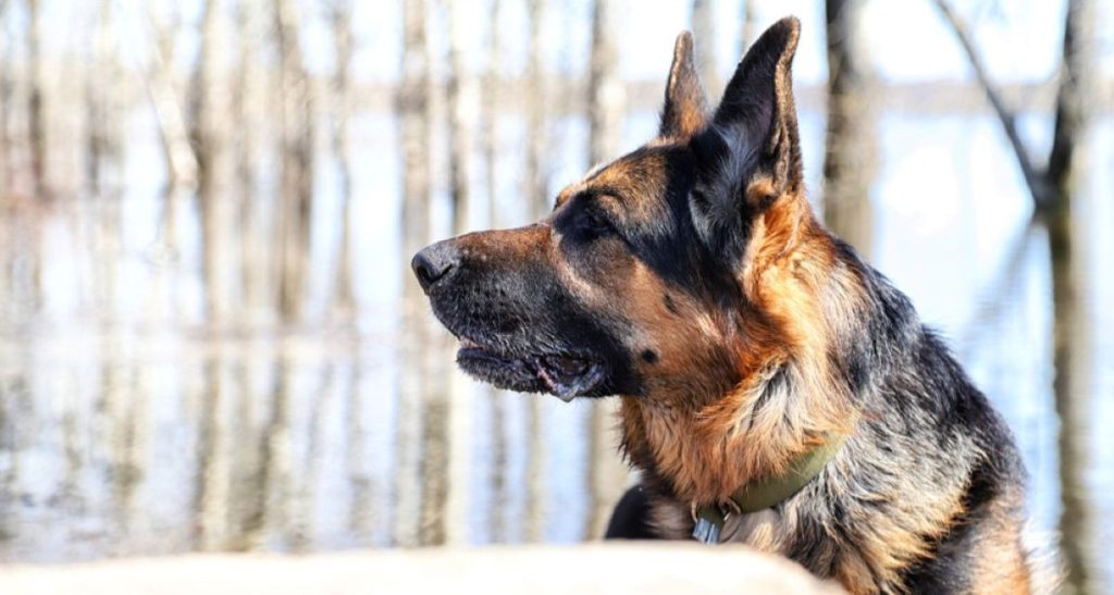 German Shepard dog
