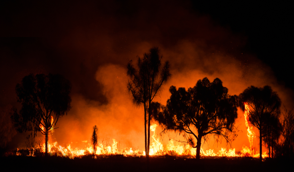 Fire, skovbrand