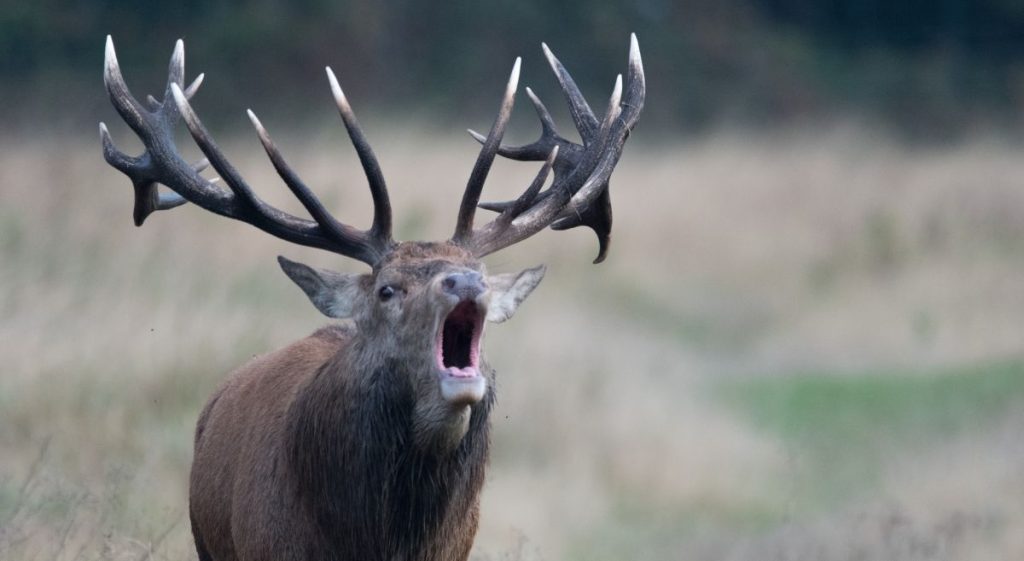 Deer Antlers