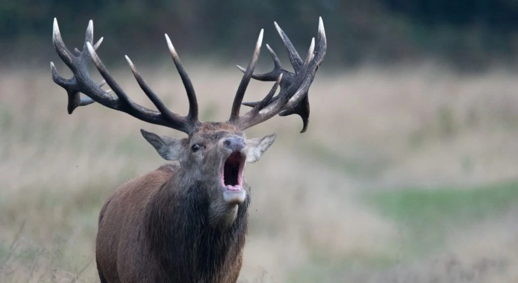 Deer Antlers