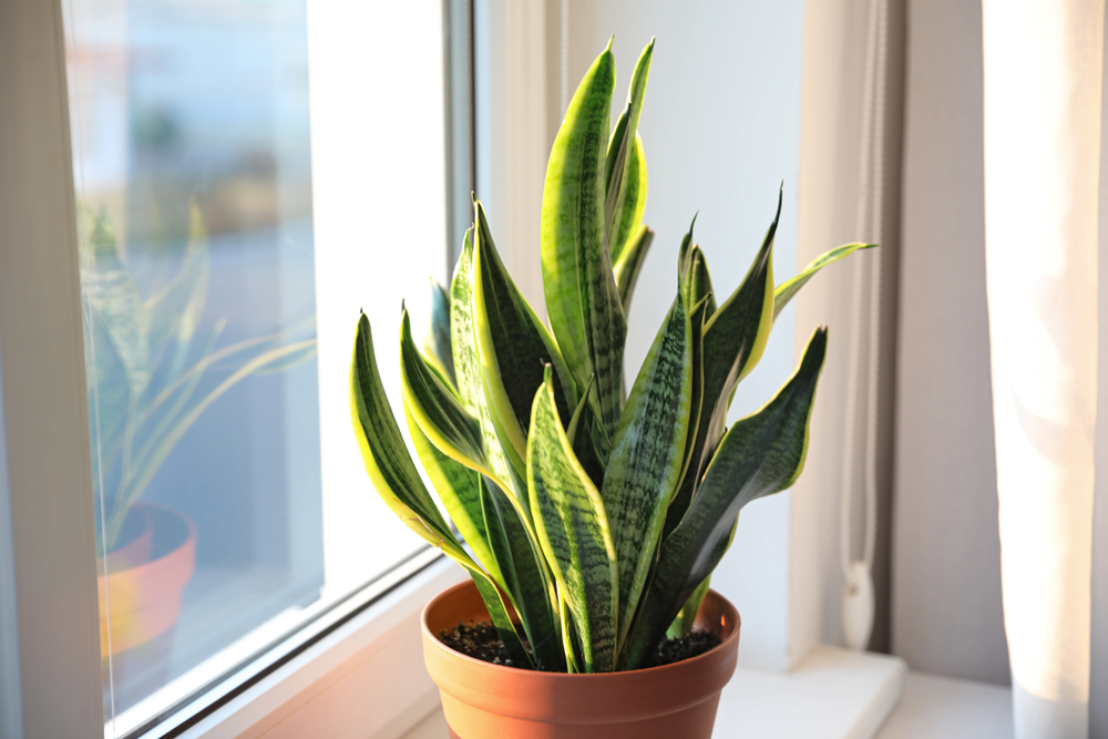 Sansevieria, plant