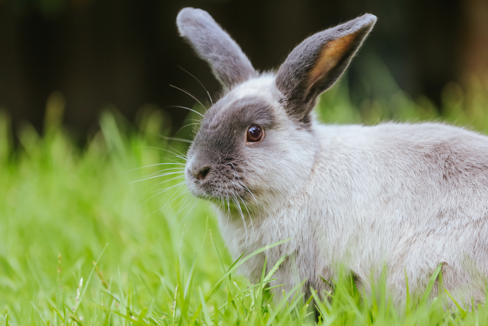 Rabbit,bunny,kanin