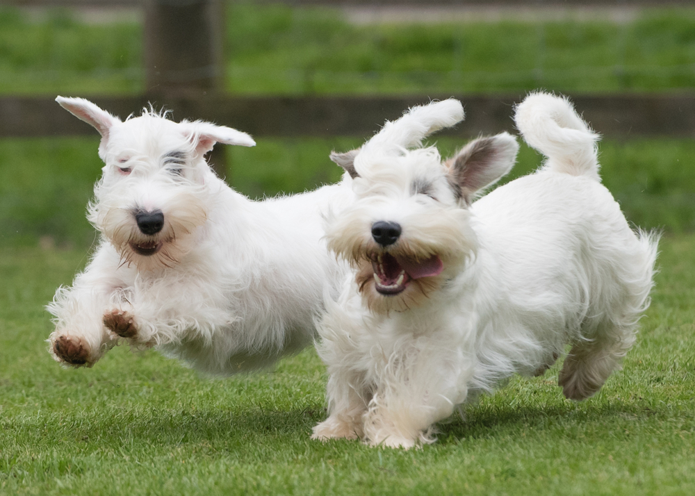Sealyham,Terriers,Dogs,hunde,løber,running