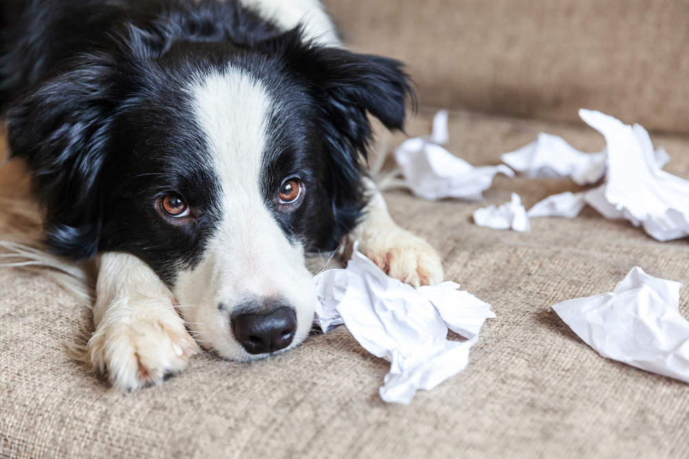 Puppy,Dog,Border,Collie,paper,hund,papir