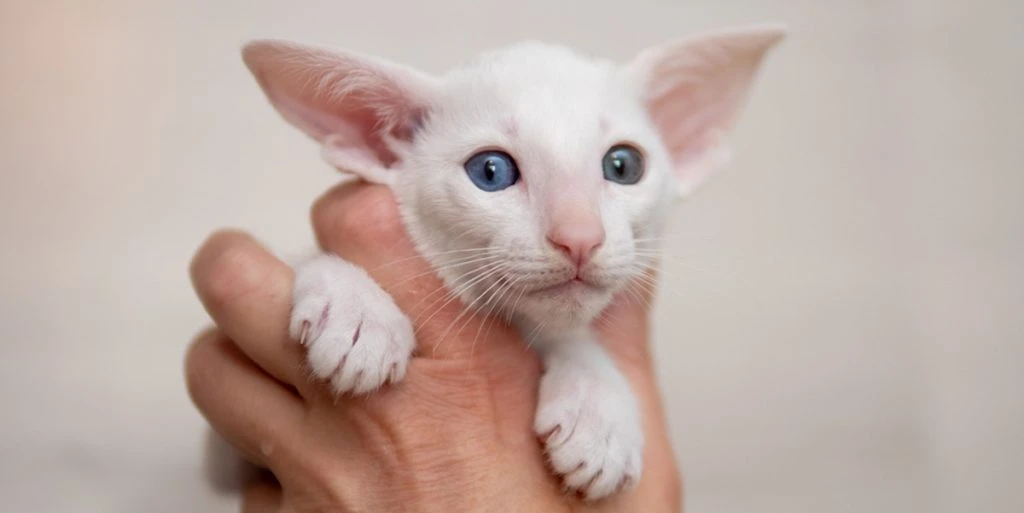 Oriental,Shorthair,Cat,Sitting,And,Watching,,White,Animal,Pet,,Domestic