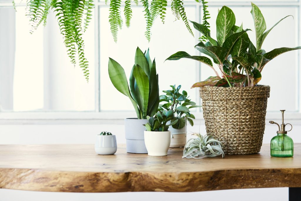 Få nordmenn er klar over det: Disse plantene holder mugg unna hjemmet ditt