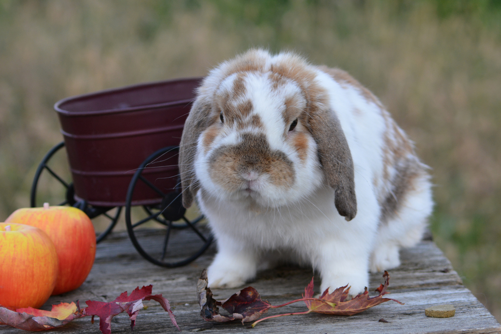 Rabbit,bunny,kanin