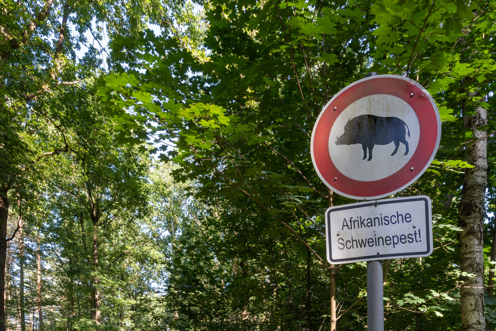 Schweinepest