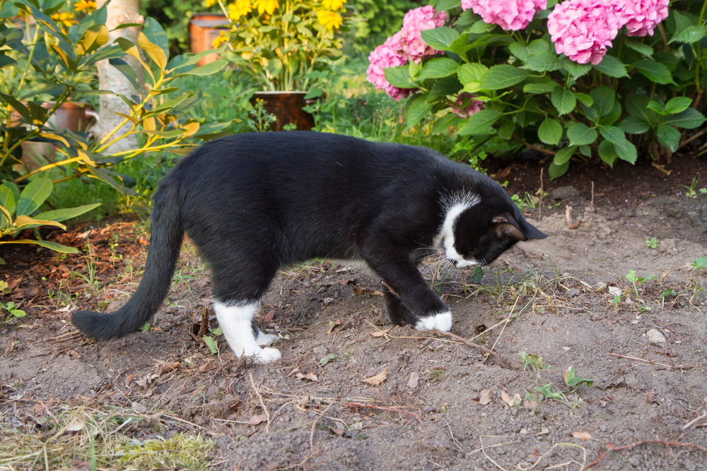 Dette krydderet holder kattene unna blomsterbedet