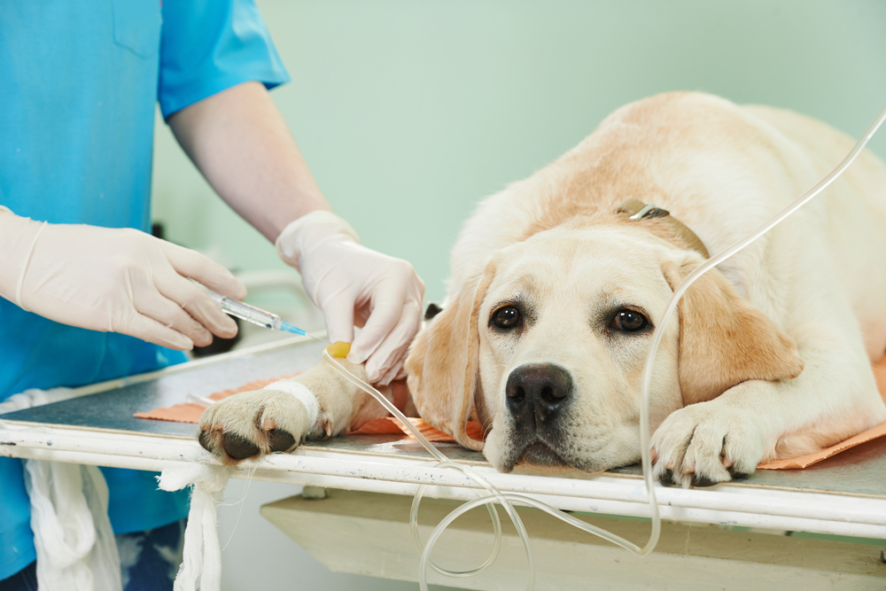 Vaccine,dog,hund,læge,doctor