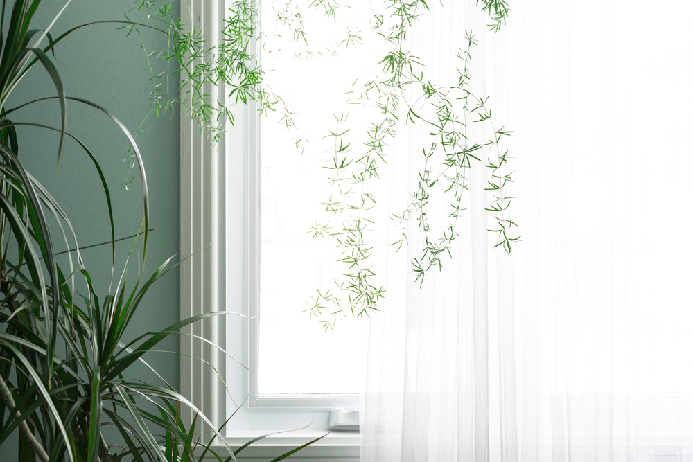 Green wall, plant, interior, window, vindu, grønn vegg