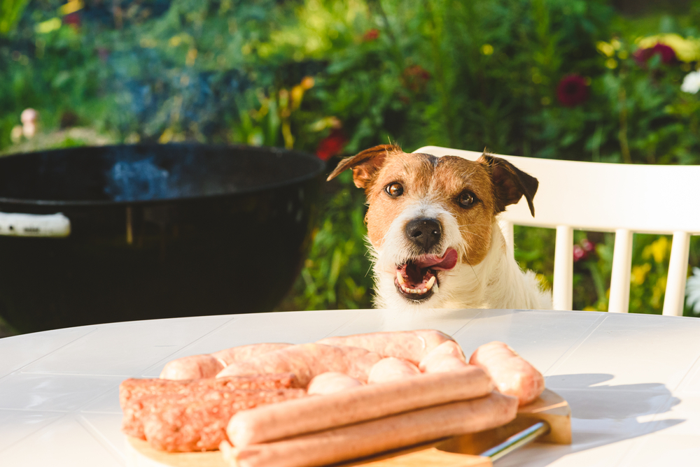 Dog,Sausages,hund,pølser