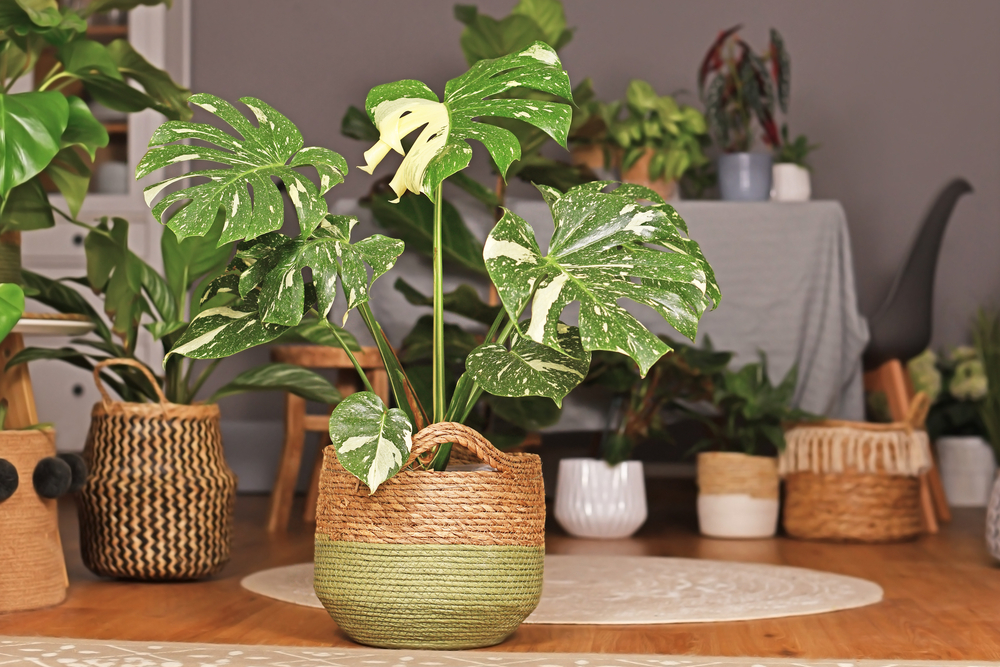 Philodendron