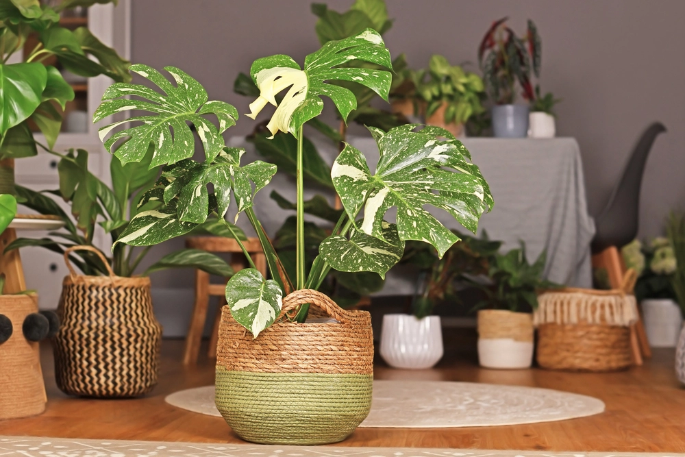 Philodendron