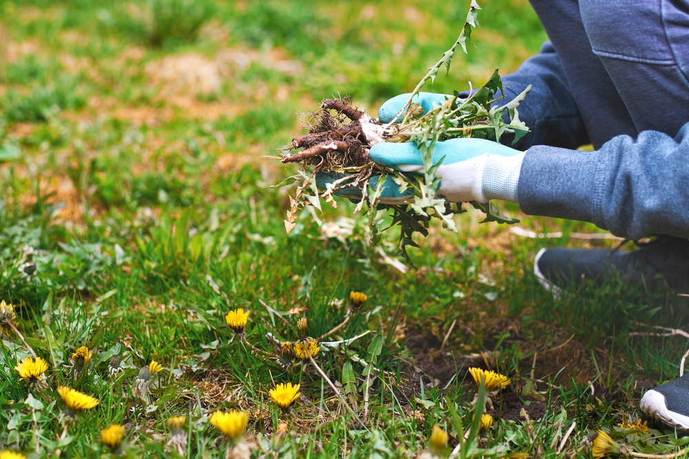 Garden,Gloves,Dandelions,mølkebøtte,løvetann