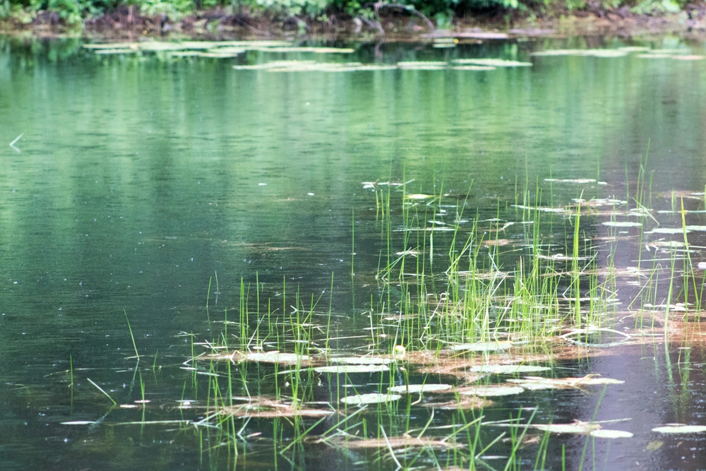s&oslash;, pond, See