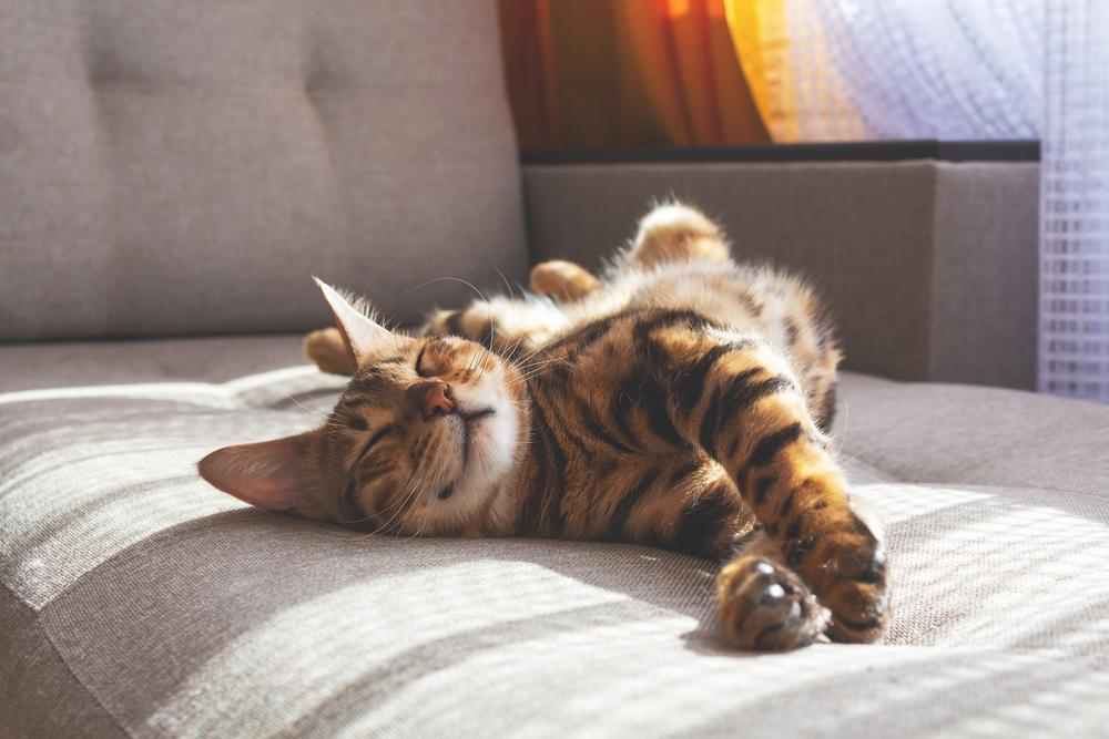 Bengal, cat, kat