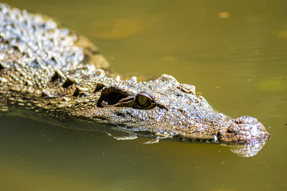 Krokodille, alligator,