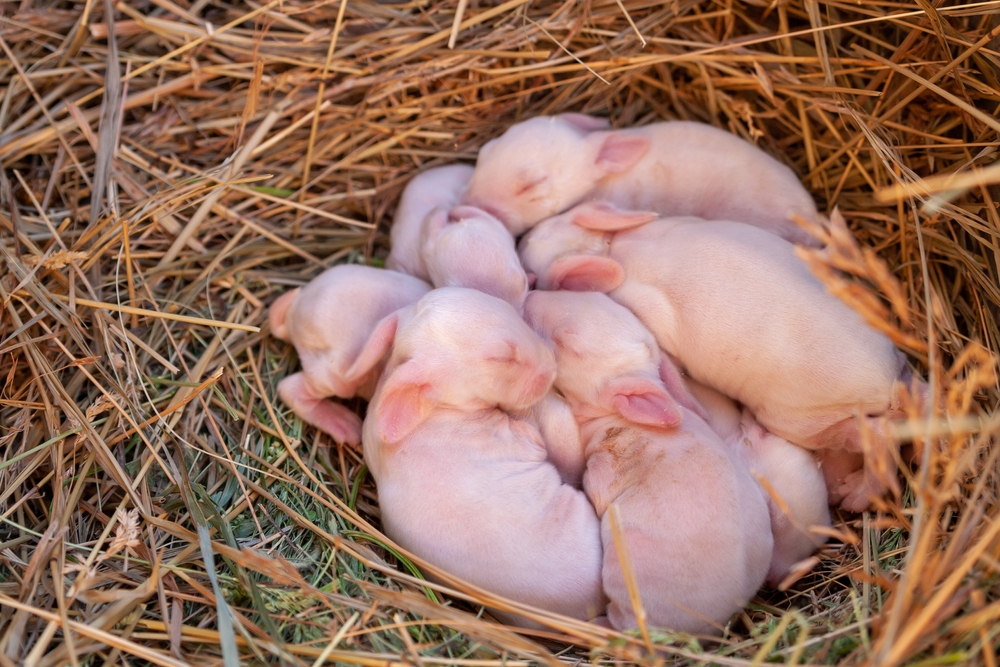 Pink,Rabbits,kit,bunny,nydfødt,kanin