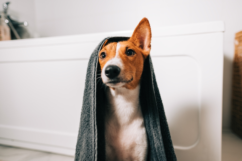 Basenji,Dog,Towel,hund,håndklæde
