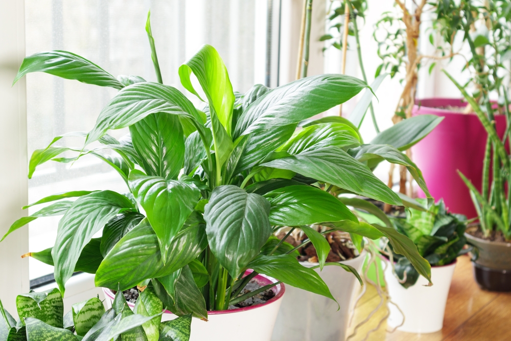 Peace Lily