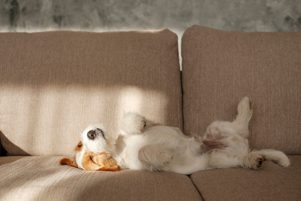 Jack,Russell,Terrier, hund, dog