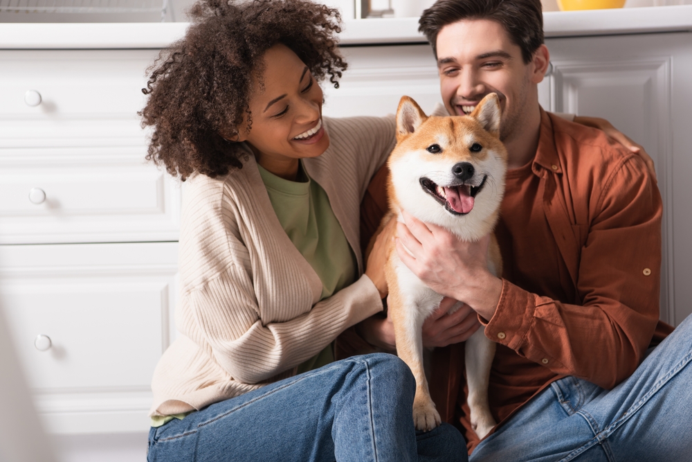 Couple,Hugging,Shiba,Inu,Dog,par,krammer,hund