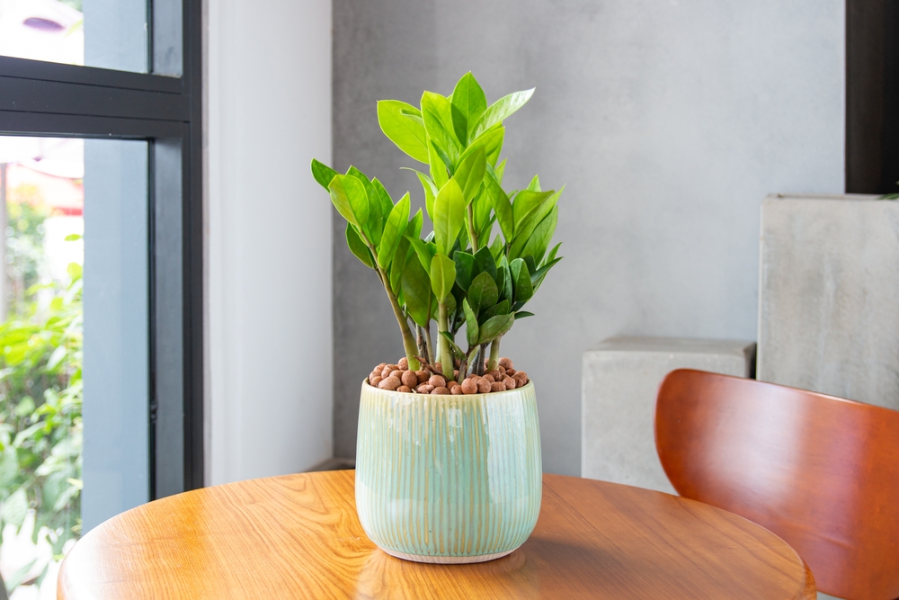 Zamioculcas,Zamiifolia,(zz,Plants)