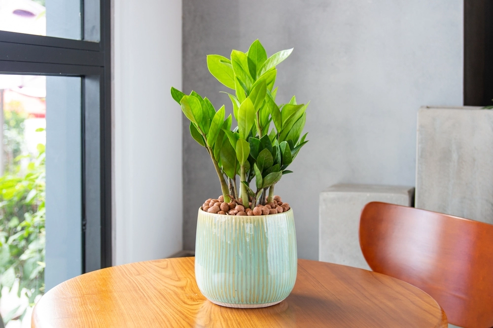 Zamioculcas,Zamiifolia,(zz,Plants)