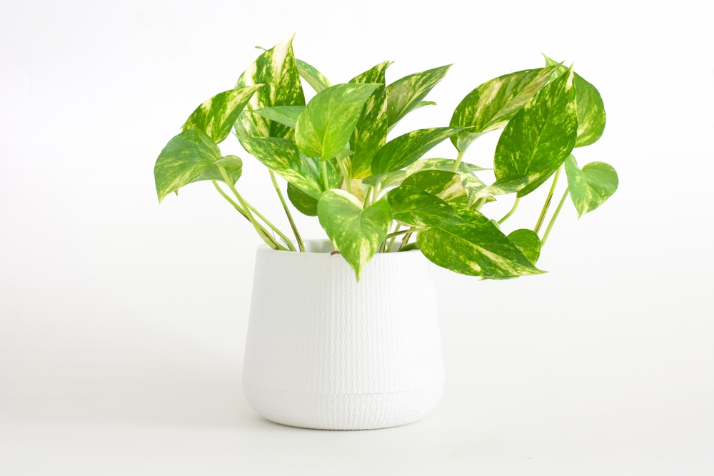 Pothos