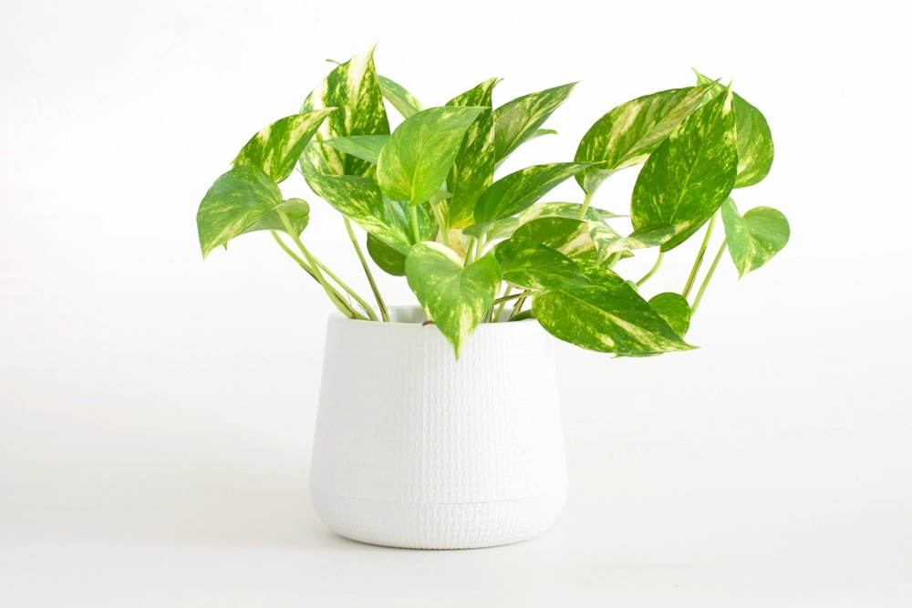Pothos