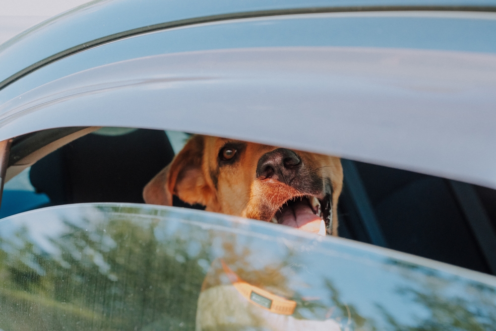 Dog,Car,hund,bil