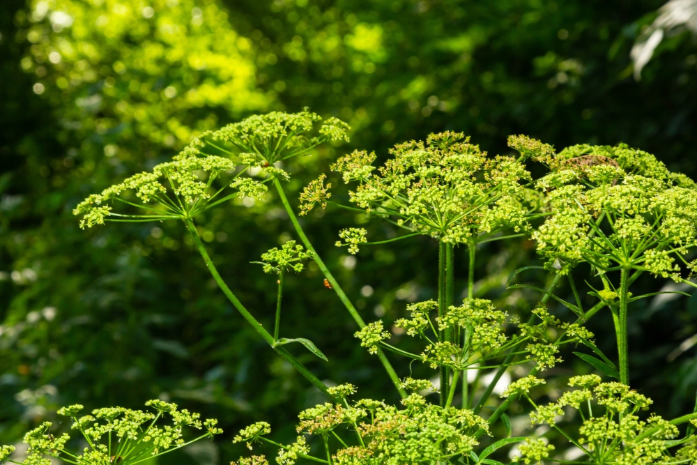 Må ikke forveksles med vanlig pastinakk: Slik bekjemper du den giftige planten