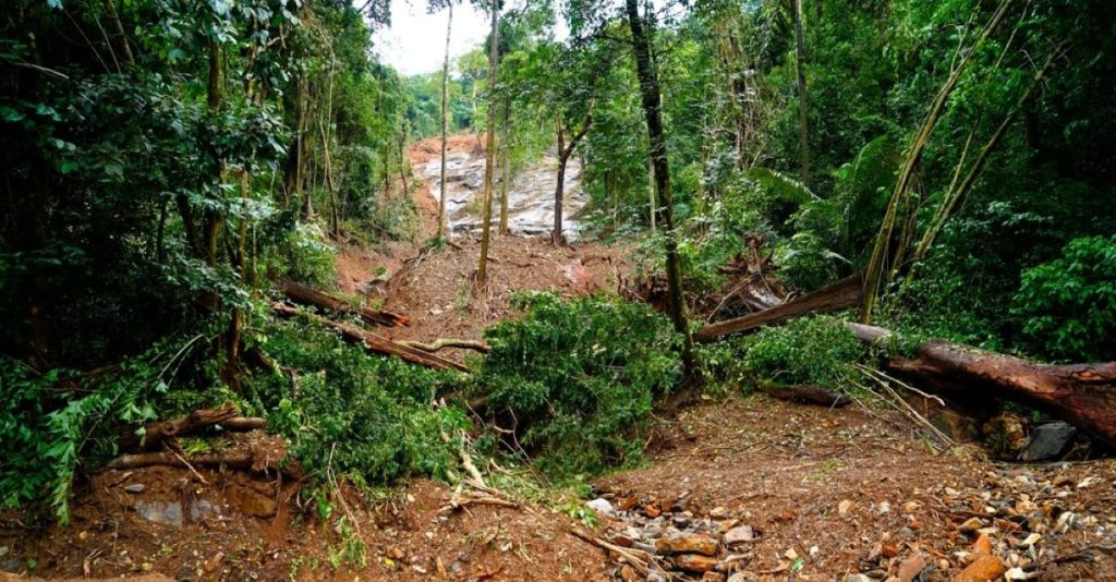tree fallen