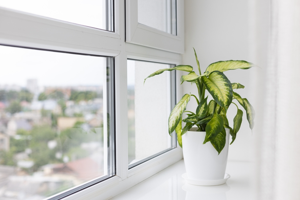 Dieffenbachia,plante
